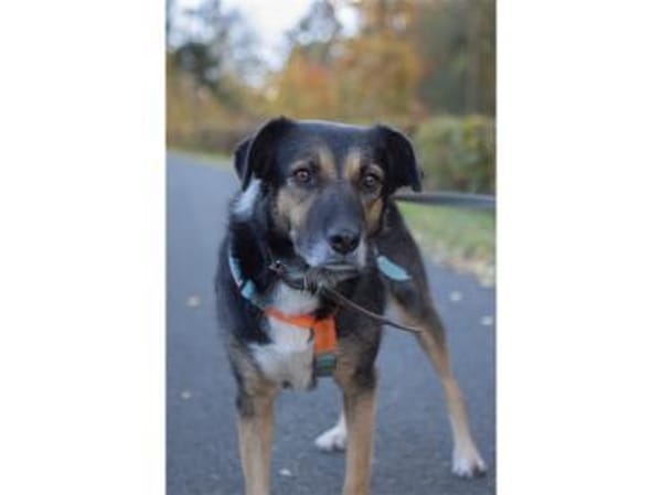 Oraya - wartet in 96369 Weißenbrunn