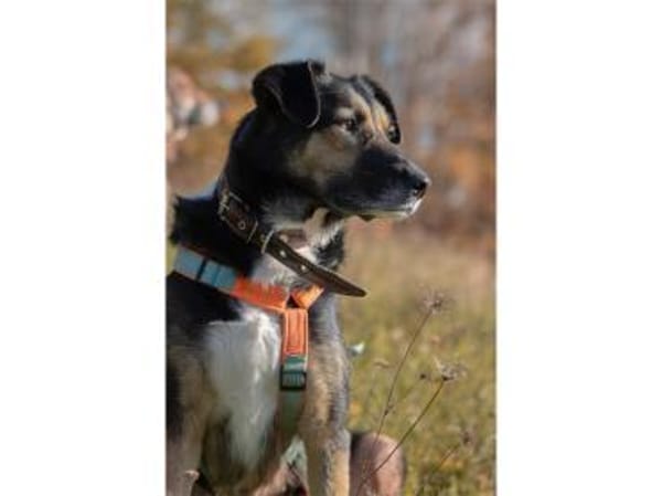 Oraya - wartet in 96369 Weißenbrunn