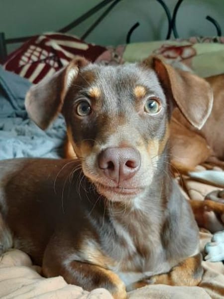 Pino ein kleines Zuckerstückchen