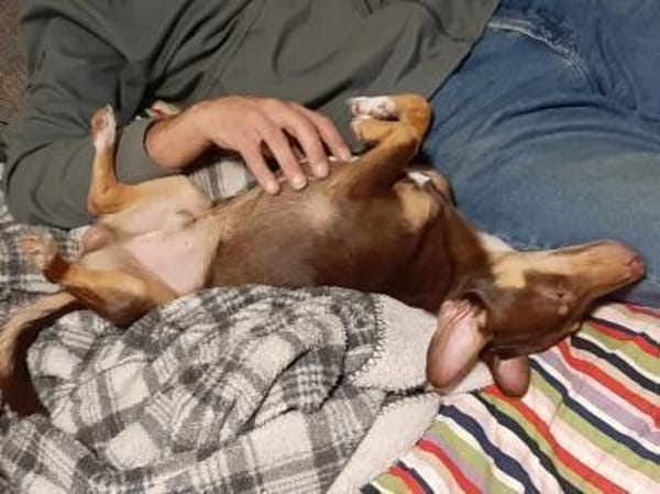 Pino ein kleines Zuckerstückchen