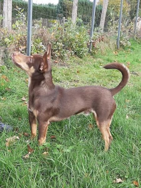 Pino ein kleines Zuckerstückchen