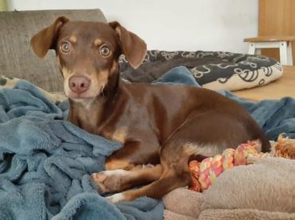 Pino ein kleines Zuckerstückchen