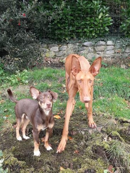 Pino ein kleines Zuckerstückchen