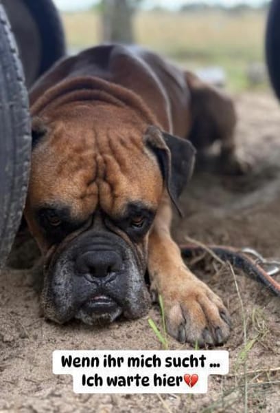 Pechvogel Maison - Boxerjunge wartet