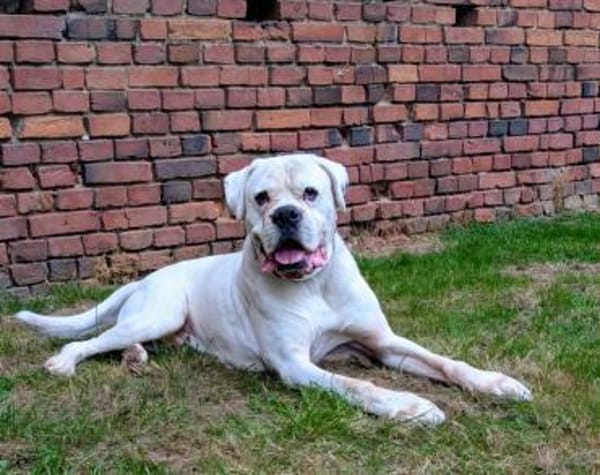 Tequila - taffer Boxermensch gesucht