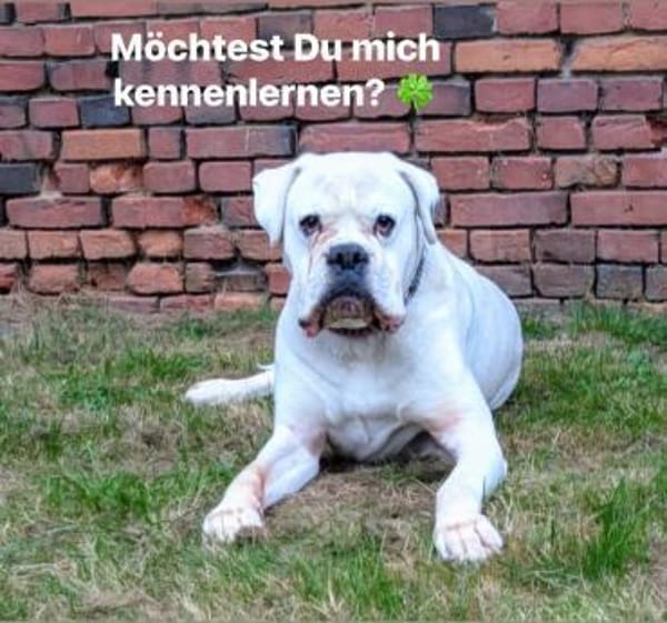 Tequila - taffer Boxermensch gesucht