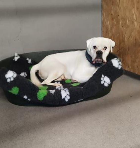 Tequila - taffer Boxermensch gesucht