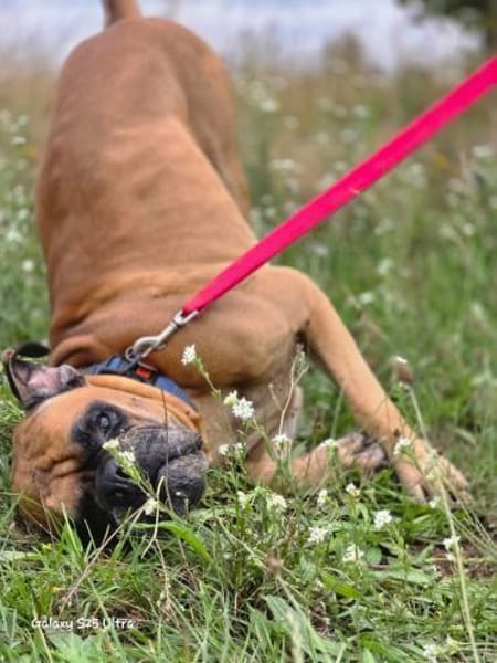 Pechvogel Maison - Boxerjunge wartet