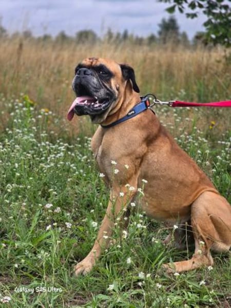 Pechvogel Maison - Boxerjunge wartet