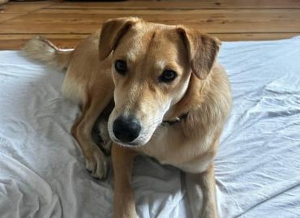 Onida sucht ein ruhiges Zuhause