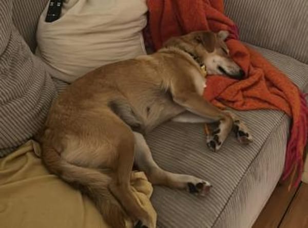 Onida sucht ein ruhiges Zuhause