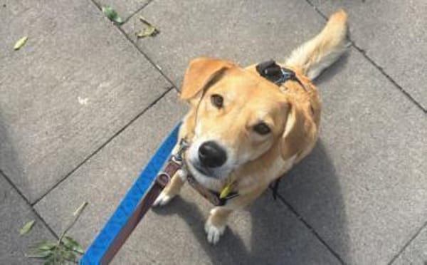 Onida sucht ein ruhiges Zuhause