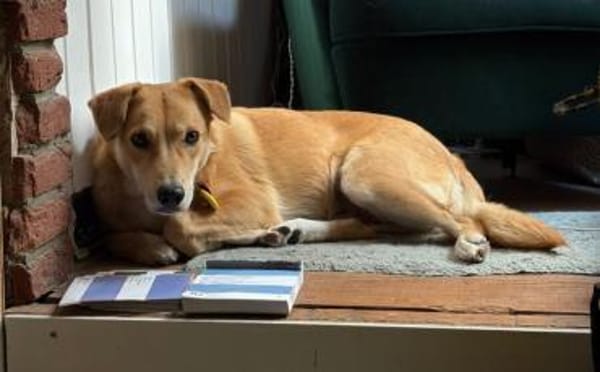 Onida sucht ein ruhiges Zuhause