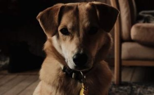 Onida sucht ein ruhiges Zuhause