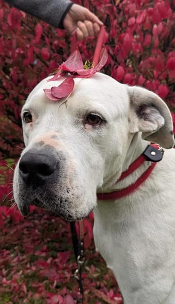 sanfte Dogomaus Helga wartet