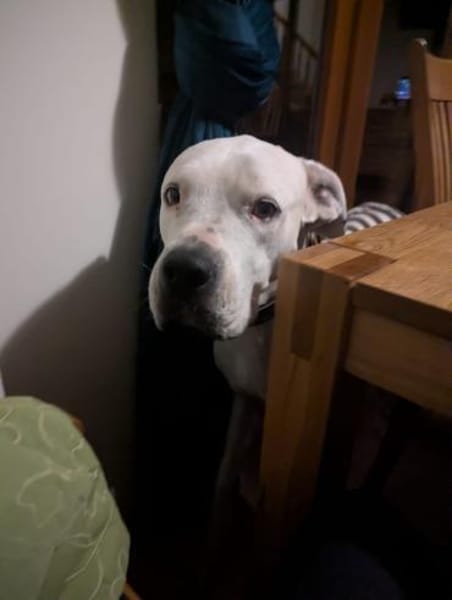 sanfte Dogomaus Helga wartet