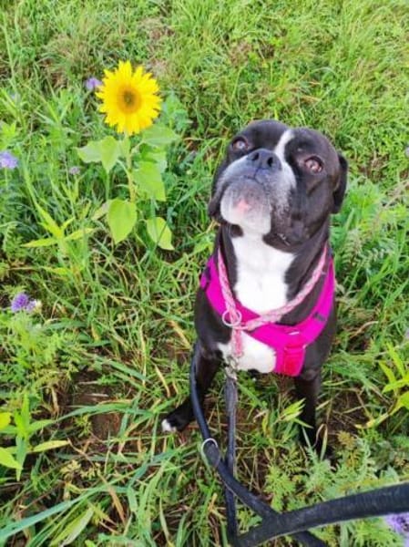 Kuschelmaus Elli wartet