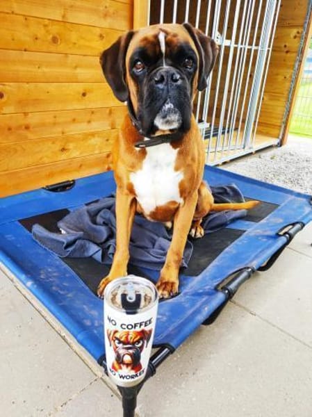 Charly - taffe Boxerleute gesucht