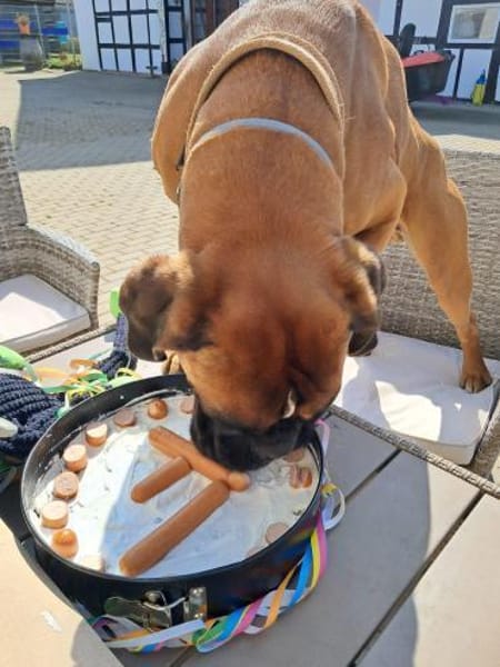 Charly - taffe Boxerleute gesucht