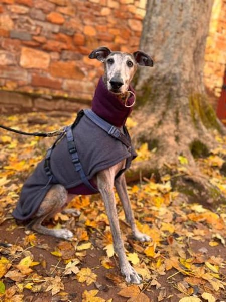 Yull liebt die Ruhe und Gemütlichkeit