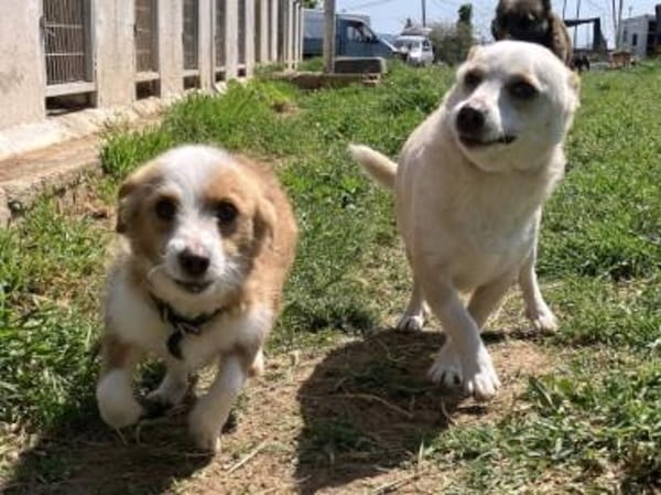 Hier kommen Elvis & Milva