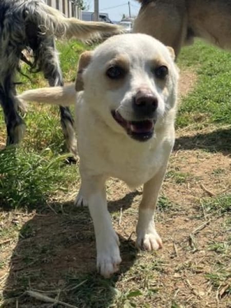 Hier kommen Elvis & Milva