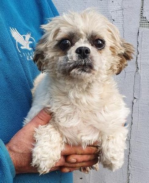 Diana°  in 66740 Saarlouis