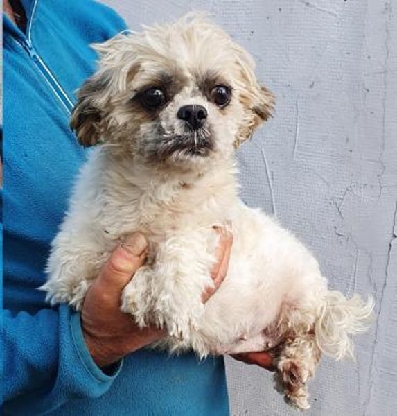 Diana°  in 66740 Saarlouis