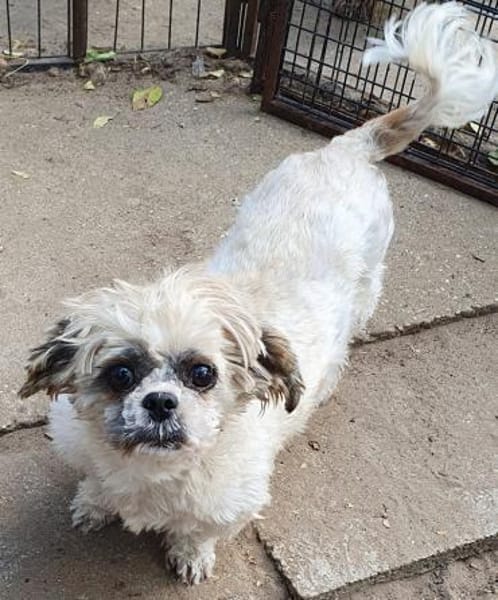 Diana°  in 66740 Saarlouis