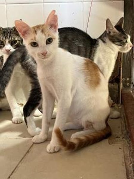 Timon aus dem Tierschutz Kreta