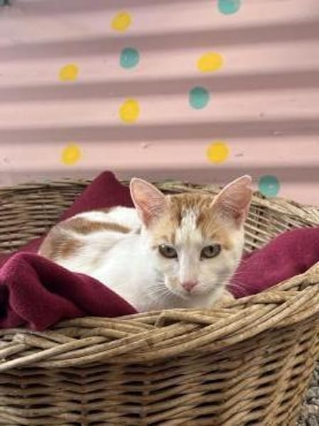 Timon aus dem Tierschutz Kreta