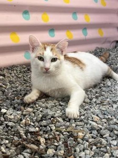 Timon aus dem Tierschutz Kreta