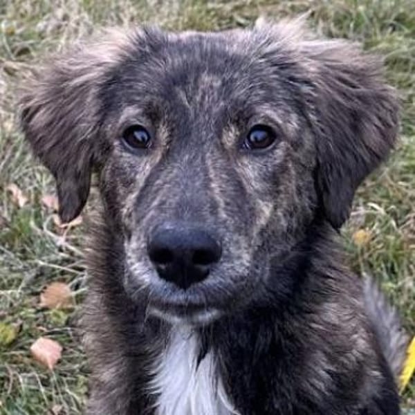 Kaya, geb. 05/2025, 95168 Marktleuthen