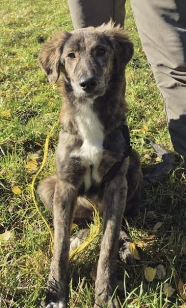 Kaya, geb. 05/2025, 95168 Marktleuthen