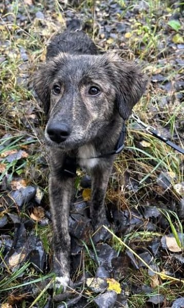 Kaya, geb. 05/2025, 95168 Marktleuthen