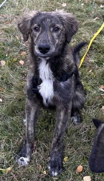 Kaya, geb. 05/2025, 95168 Marktleuthen