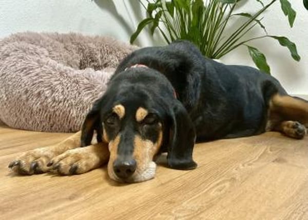 Rhonda Bracken Mix 9-10 Jahre 47 cm