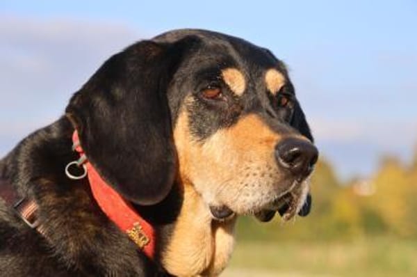 Rhonda Bracken Mix 9-10 Jahre 47 cm