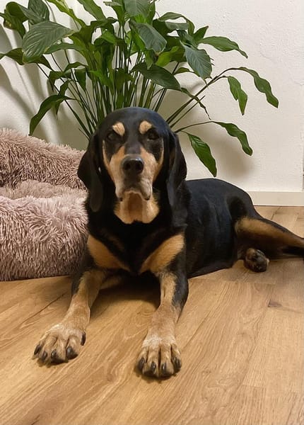 Rhonda Bracken Mix 9-10 Jahre 47 cm