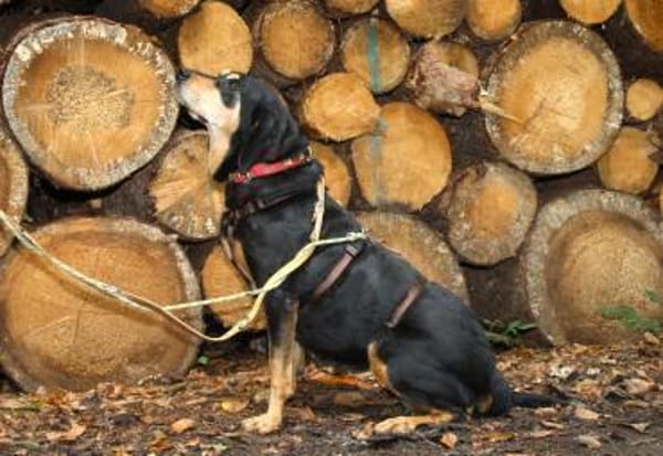 Rhonda Bracken Mix 9-10 Jahre 47 cm