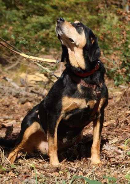 Rhonda Bracken Mix 9-10 Jahre 47 cm