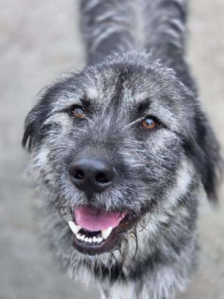 Thor - freundlicher Bub sucht Zuhause