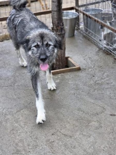 Thor - freundlicher Bub sucht Zuhause