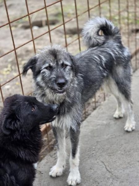 Thor - freundlicher Bub sucht Zuhause