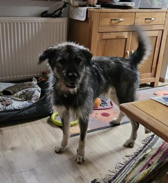 Thor - freundlicher Bub sucht Zuhause