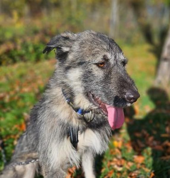 Thor - freundlicher Bub sucht Zuhause