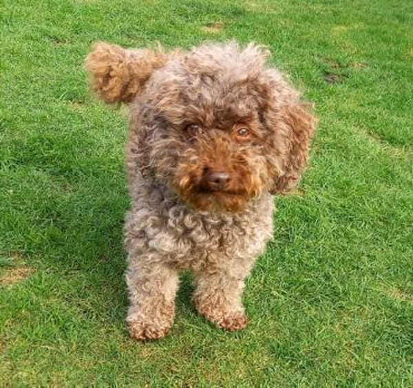 Fanny in 27478 Cuxhaven #