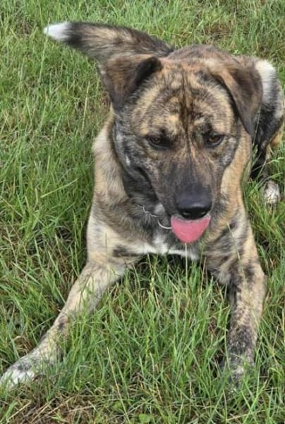 GARDI-BUDDY - zurück ins Leben