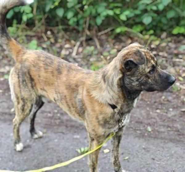 GARDI-BUDDY - zurück ins Leben