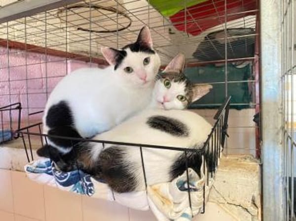 Norbert und Ryan aus dem Tierschutz